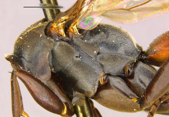 Media type: image;   Entomology 28151 Aspect: thorax lateral